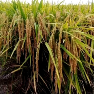 COD bayar di tempat 1 kg BENIH BIBIT PADI POLTON SUPER UNGGUL