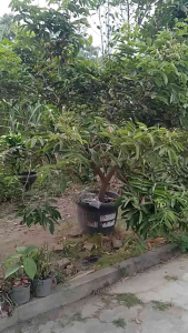 Bibit Kelengkeng  Aroma Durian Cepat Berbuah Bisa COD