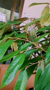 ต้นทุเรียนมูซังคิงหรือมูซานคิง 40-60 ชม ชุด 15 ต้น แถม 1 ต้น