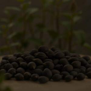 Kadukai Seeds Haritaki Buah Langkau 50g Natural Herbal Seed from India Traditional Herbal Use
