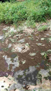 Jaring Burung 1¼\" Tinggi 3 Meter