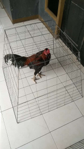 promo kandang ayam firamida ukuran 80x70x50cm dilipat