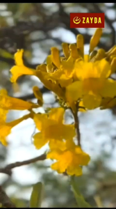 (New) Gamis NARA ZG124 Green By Zayda