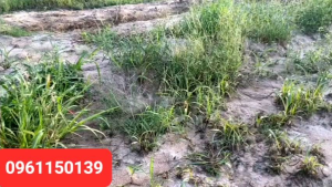 Combo bẫy cút (1 Loa + 1 thẻ +10 cung cút)