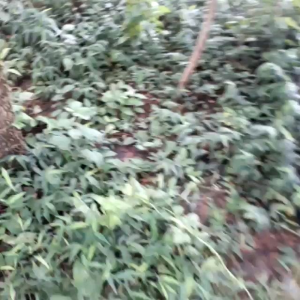 100m lưới Bẫy ( Bắt ) Rắn  (1 tay 12met 👉Loại 3 phân bẫy rắn  2 lạng đến 1kg 👉Loại 4 phân bẫy rắn  4 lạng đến 2kg 👉Loại 5 phân  bẫy rắn 8 lạng đến 5kg)