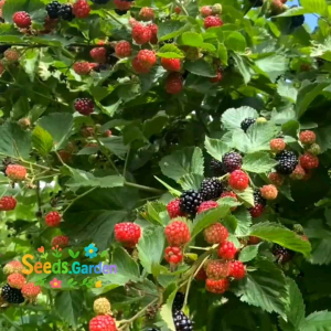 15 BUTIR BIJI/BENIH TANAMAN BUAH BLACKBERRY