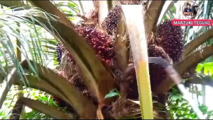 camelking 111 fulset sarung dan taji/jalu