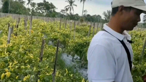 SLB (Sikat Lalat Buah) Kemasan 500ml