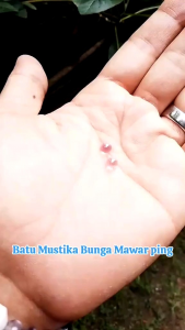 Batu Mustika Bunga Mawar