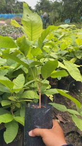 ต้นตะคร้อหรือลูกคร้อ (เพาะเมล็ด)