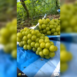 10 BUTIR BENIH TANAMAN ANGGUR HIJAU SUNSHINE MUSCAT (KEMASAN ORIGINAL)