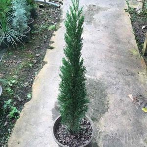 สนอิตตาเลี่ยนไซเปรส กระถาง 11 นิ้ว Cupressus sempervirens Mediterranean cypress สูงประมาณ 75-110 ซม.