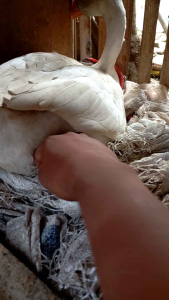 telor soang tembuhuk