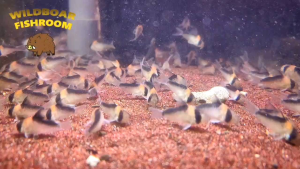 Corydoras  duplicareus | Live animal