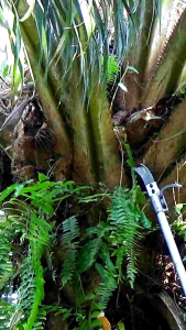 KLS palmking Long Ultra original malaysia