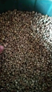 robusta green been sufer 1 KG asli BENGKULU-KEPAHIANG
