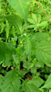 Daun Sintrong Segar Fresh 1 ikat