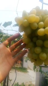 fresh cutting anggur manis Angelica