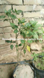 Baja Tahi Kambing Bakar5kg+(EM4)