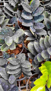 ต้นกวักมรกตดำ ไม้ฟอกอากาศ คัดสวย ส่งพร้อมกระถางดำ