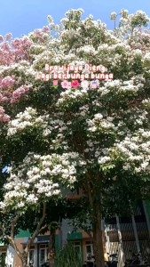 BIBIT BUNGA TABEBUYA PUTIH 1METER