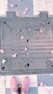 Bibit Tabebuya Sakura Ping 1 Meter: Tanaman Dekorasi & Hias