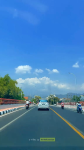 1PAKET BIBIT TABEBUYA ISI 5POHON 5WARNA