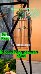 Kolibri Berkicau. KicauGacor BurungKolibri. Sogon Konin Dan Jenis Lain.