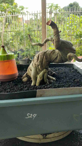 Bonsai Sancang Meliuk Berkarakter Kode S24