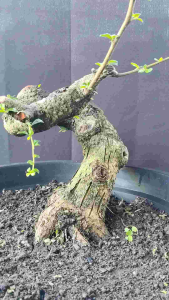 bonsai hokianti meliuk