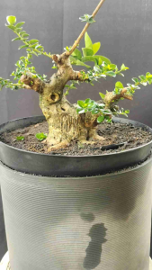 Desain Bonsai Tradisional: Perawatan Tanaman Bonsai & Taman Miniatur Formal