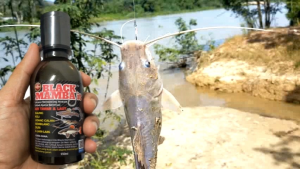 Umpan Ikan Baung Keli Udang Galah Duri Dll/ Best Bait For Catfish & Freshwater Lobsters