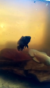 Hiasan Aquarium Oscar Batik bagus buat aquascape-Hiasan