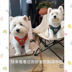 [READY STOCK] Pet Harness Leash Dog Cat Harness Leash Collar Rope | Tali Kuching Berjalan | 宠物牵引绳 猫狗绳 猫狗胸背绳 遛猫狗