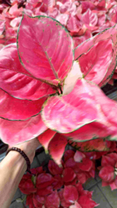 AGLONEMA RED ANJAMANI MAROON DEWASA BUKAN DUT ANJAMANI