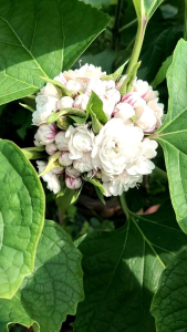 นางแย้ม ไม้พูดอันดอกหอม กลิ่นเหมือนดอกมะลิ ออกดอกเป็นพูด ประกอบด้วยดอกเล็กๆจำนวนมากึ