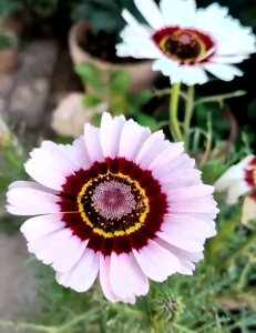 Kemasan Premium Biji & Benih Bunga Chrysanthemum Carinatum & Painted Daisy