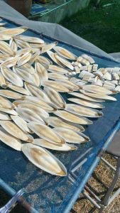 กระดองปลาหมึกแพคละ500กรัม ลิ้นทะเล organic cuttlebone กระดองปลาหมึก กระดองปลาหมึก ราคา - Lazada