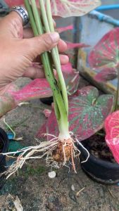 แม่พันธุ์บอนสีหัวติดใบ สายประกวด ถอนส่ง