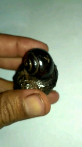 keong Buntet nempel batu