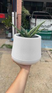 กระถางต้นไม้ กระถางเบลล่า ขนาด 5-7-9-12 นิ้ว กระถางหยดน้ำ กระถางมินิมอล กระถางต้นไม้เบลล่า กระถางต้นไม้ Bell - Lazada