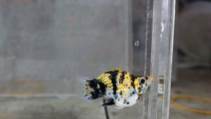 Red Head Balloon Molly Fish(Male) 红头短身气球茉莉鱼(公)❗️(Not random fish)❗️Fish same as order❗️41