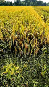 benih padi MR-308 (1kg) gabah super kualitas premium unggul