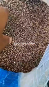 Benih Pohon Balsa Dengan Kualitas Super 500 Gram Dan 1 Kg