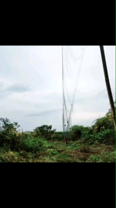 JARING BURUNG TEKUKUR (panjang 30m x lebar 3m)