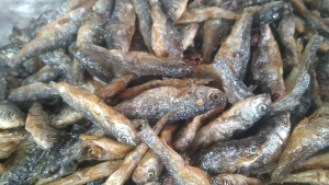 IKAN ASIN JAPUH LAYANG 100% BERKUALITAS
