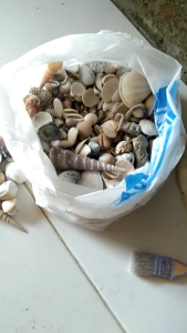 paket cangkang kerang prakarya sekolah