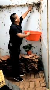 Wiselie Aromatic Spray Pengusir Cicak dengan Formula Dijamin Ampuh 100% Mengusir Cicak Secara Efektif dan Aman Tidak Meninggalkan Bau Menyengat Melindungi Rumah dari Cicak Menjaga Kebersihan Dinding dan Langit-Langit Tahan Lama Cocok untuk Semua Ruangan