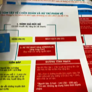 Sơ Đồ Chẩn Đoán Và Xử Trí Phản Vệ - tranh decal có keo dán cán màng chống nước dày rõ nét
