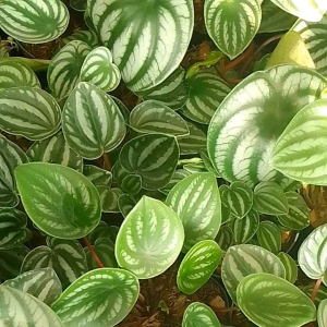 Tanaman Hias Peperomia Waterlemon - Peperomia Waterlemon - Bunga hidup murah